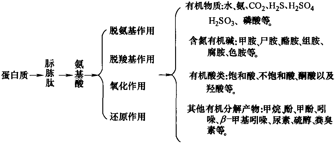 六、微生物污染與食品的腐敗變質(zhì)